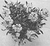 Erysimum%20hybrida%20%27Doerywaberlem%27