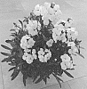 Erysimum%20hybrida%20%27Doerywape%27