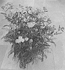 Achillea%20millefolium%20%27Bosachskybripi%27