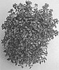 Lobularia%20maritima%20%27INLBUVIOKN%27