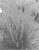 Perovskia%20atriplicifolia%20%28Benth.%29%20%27Prime%20Time%27
