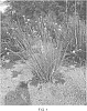 Asclepias%20subulata%20%27Butterfly%20Magic%27