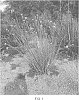 Asclepias%20subulata%20%27Butterfly%20Magic%27