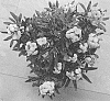 Erysimum%20hybrida%20%27Doerywapilem%27