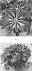 Chrysanthemum%20x%20morifolium%20%27CIDZ0109%27
