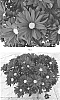 Chrysanthemum%20x%20morifolium%20%27CIDZ0111%27