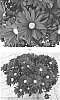 Chrysanthemum%20x%20morifolium%20%27CIDZ0111%27