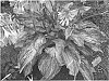 Hosta%20hybrid%20%28Tratt.%29%20%27Emperor%27s%20New%20Clothes%27
