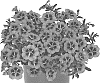 Calibrachoa%20parviflora%20%27Docaltitor50%27