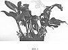 Helleborus%20niger%20%27GRUHEL02%27