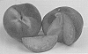 Prunus%20persica%20%27Wapeachtwo%27