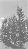 Zelkova%20serrata%20%27ZSMTF%27