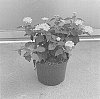 Lantana%20camara%20%27SAILAN001%27