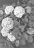 Hydrangea%20sp.%20%27SMNHSME%27
