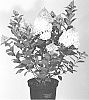 Hydrangea%20paniculata%20%27LC%20NO15%27