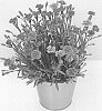 Dianthus%20allwoodii%20%27KLEDG22997%27