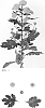 Chrysanthemum%20X%20morifolium%20%27DLFSAMP2%27