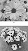 Chrysanthemum%20x%20morifolium%20%27CIDZ0112%27