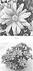 Chrysanthemum%20x%20morifolium%20%27CIDZ0110%27