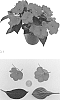 Impatiens%20hawkeri%20%27Kitoreno%27