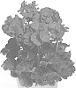Pelargonium%20x%20hortorum%20%27Pacneonimp%27