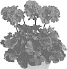 Pelargonium%20x%20hortorum%20%27Pacsamara%27