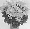 Pelargonium%20grandiflorum%20%27Regarwhite%27