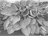Hosta%20hybrid%20%28Tratt.%29%20%27Above%20the%20Clouds%27