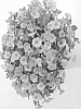 Petunia%20hybrid%20%27DPETHLOYLW%27