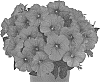 Petunia%20X%20hybrida%20%27Dopetdurawa%27