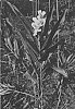Hedychium%20hybrid%20%27CHEN%20XI%27