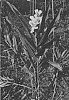 Hedychium%20hybrid%20%27CHEN%20XI%27