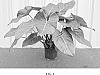 Philodendron%20hybrid%20%27Summer%20Glory%27