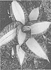 Sansevieria%20sp.%20%27OSV%20Sans%20005%27