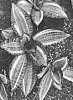 Sansevieria%20sp.%20%27OSV%20Sans%20003%27