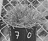 Poa%20arachnifera%20Torr.%20x%20P.%20pratensis%20L.F1%20hybrid%20%27TAES%205701%27