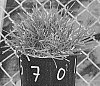 Poa%20arachnifera%20Torr.%20x%20P.%20pratensis%20L.F1%20hybrid%20%27TAES%205701%27