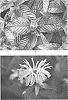 Monarda%20bradburiana%20%27Midnight%20Oil%27