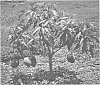 Mangifera%20indica%20%27Cherry%27