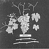 Vitis%20vinifera%20%27ARDFORTY%27
