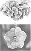 Petunia%20hybrida%20%27PEHY0053%27