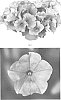 Petunia%20hybrida%20%27PEHY0053%27