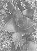 Sansevieria%20sp.%20%27OSV%20Sans%20014%27