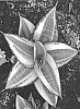 Sansevieria%20sp.%20%27OSV%20sans%20002%27