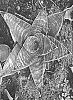 Sansevieria%20sp.%20%27OSV%20Sans%20017%27
