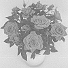 Rosa%20hybrida%20%27KORaroma13%27