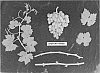 Vitis%20vinifera%20%27ARDFORTYTHREE%27