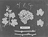 Vitis%20vinifera%20%27ARDFORTYTWO%27