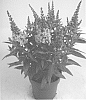 Buddleja%20davidii%20%27Botex%20004%27