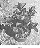 Hydrangea%20macrophylla%20%27Hokomaburlac%27